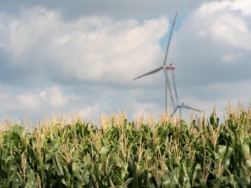 Windrad hinter Maisfeld Das Bild zeigt ein Maisfeld unter einem teilweise bewölkten Himmel. Im Hintergrund stehen mehrere Windkraftanlagen.