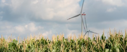 Windrad hinter Maisfeld Das Bild zeigt ein Maisfeld unter einem teilweise bewölkten Himmel. Im Hintergrund stehen mehrere Windkraftanlagen.