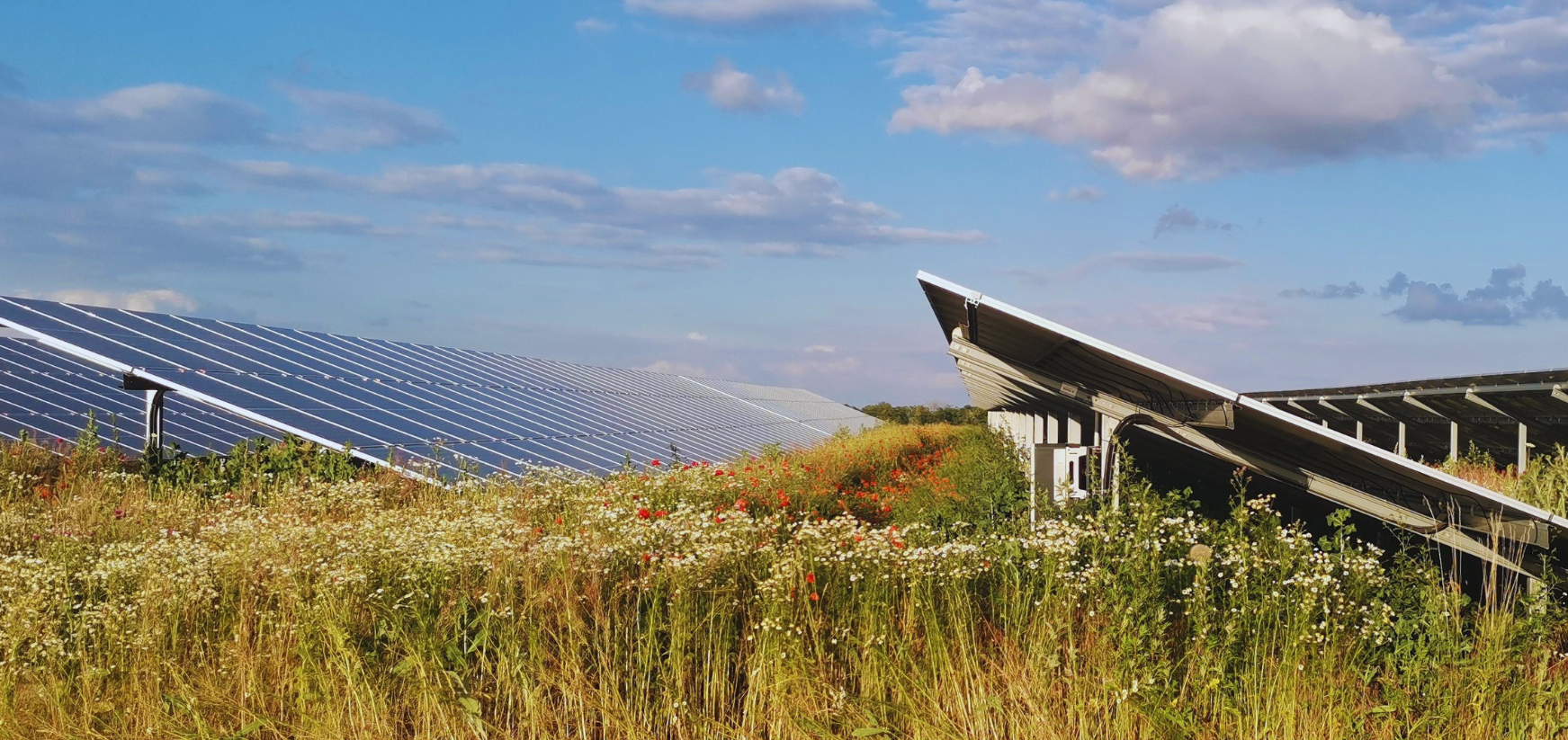 Blühwiese am Solarpark Neugattersleben