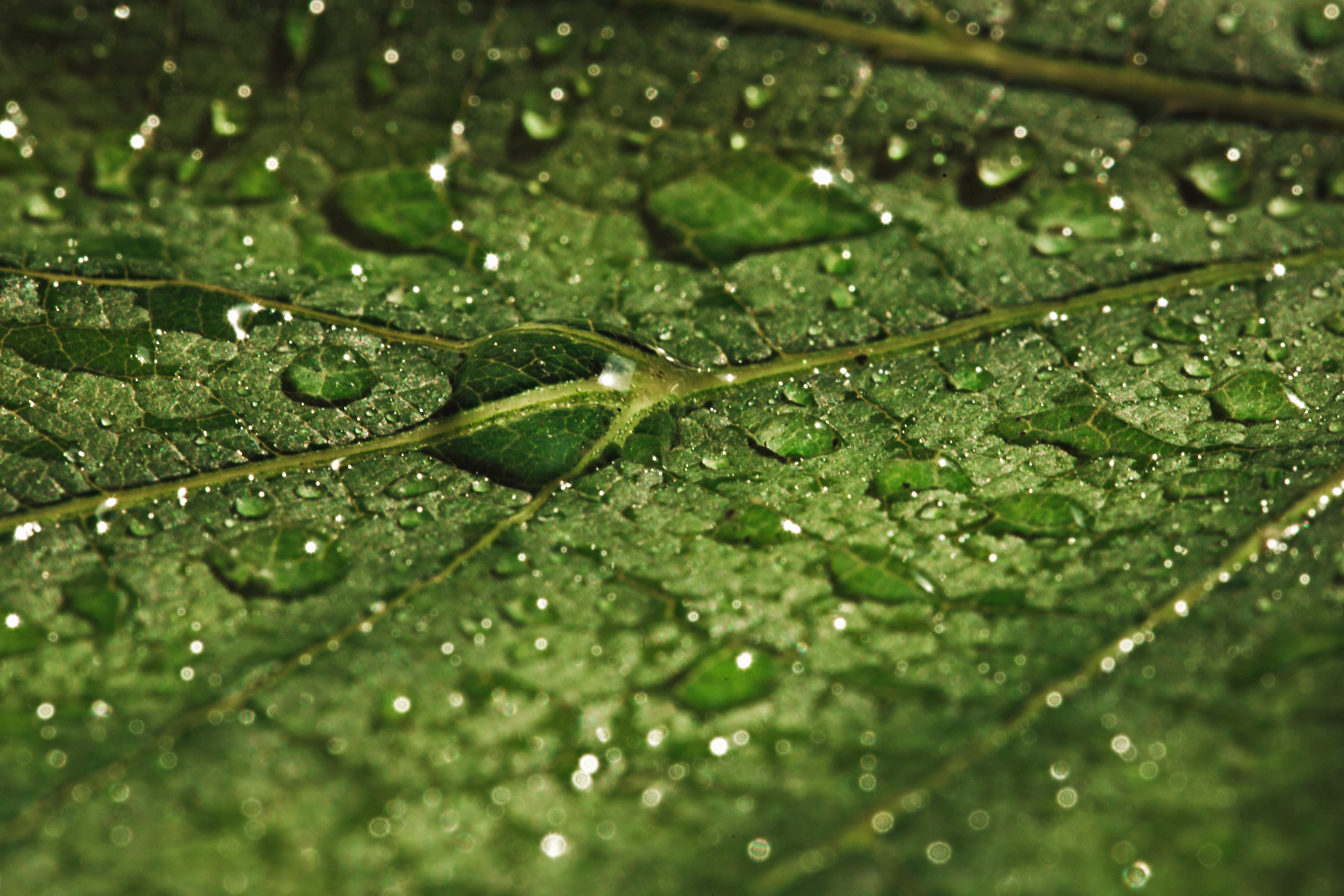 Die Grafik zeigt eine Nahaufnahme eines grünen Blattes, das vollständig mit Wassertropfen bedeckt ist. Die Tropfen liegen in verschiedenen Größen auf der Blattoberfläche und spiegeln das Licht.