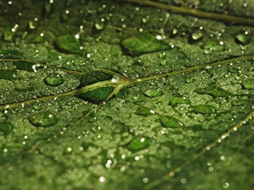 Blatt mit Wassertropfen Die Grafik zeigt eine Nahaufnahme eines grünen Blattes, das vollständig mit Wassertropfen bedeckt ist. Die Tropfen liegen in verschiedenen Größen auf der Blattoberfläche und spiegeln das Licht.